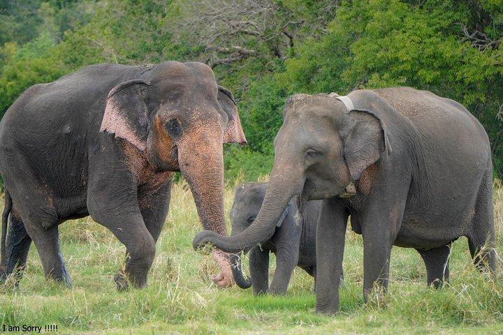 ミネリヤ国立公園プライベートジープサファリ（エキスパートガイド付き）