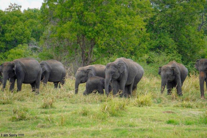 ミネリヤ国立公園プライベートジープサファリ（エキスパートガイド付き）