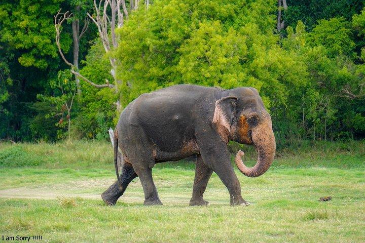 ミネリヤ国立公園プライベートジープサファリ（エキスパートガイド付き）