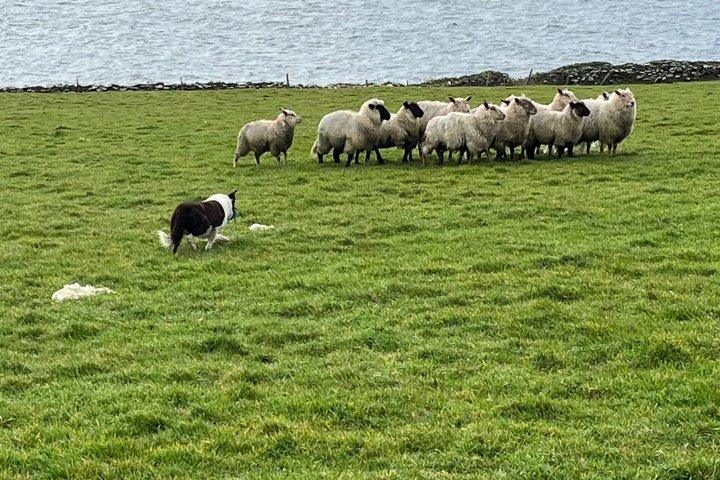 Dingle Peninsula Private Guided Tour with National Tour Guide.
