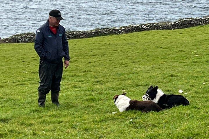 Dingle Peninsula Private Guided Tour with National Tour Guide.