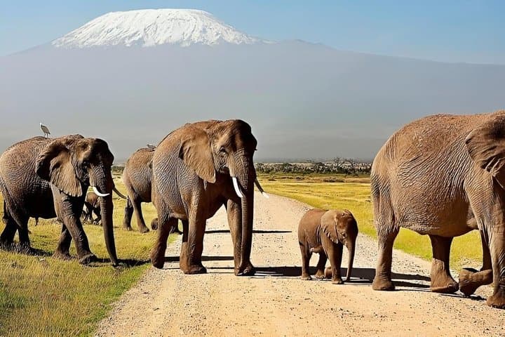 Day Tour To Amboseli National Park From Nairobi