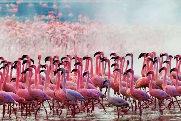 Private Day Tour to Lake Nakuru with optional boat ride
