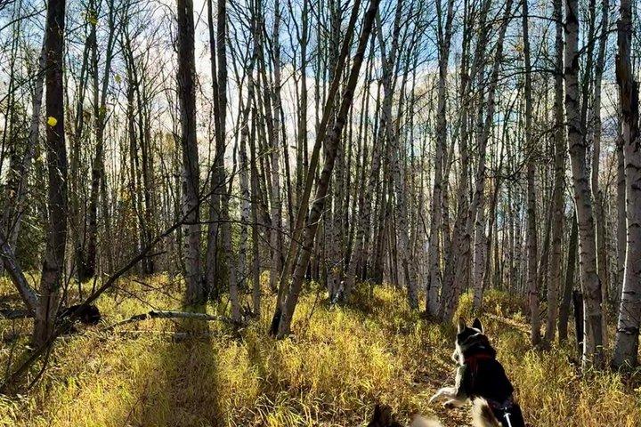 Visita a Goldstream Forest Hike & Kennel