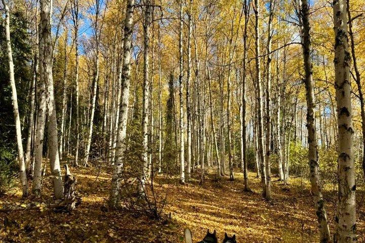 Goldstream Forest Hike & Kennel Besuch