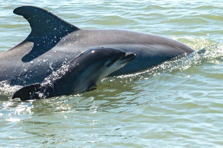 Excursions en bateau rouge - Dolphin Odyssey et visite touristique