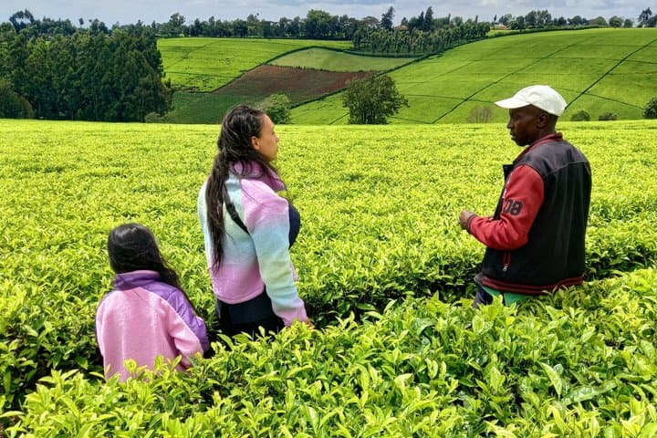 Nairobi : Private Tea Farm Tour With Tea Tasting & Lunch