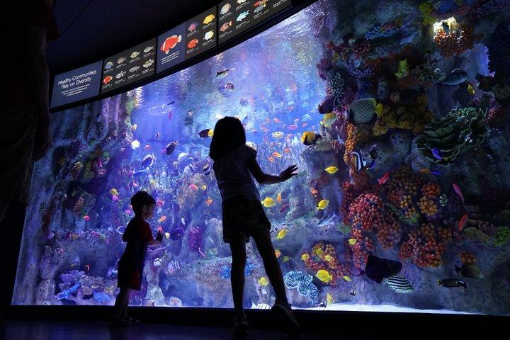 New England Aquarium Entrébiljett i Boston