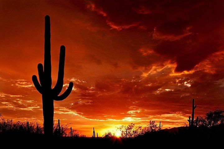 Från Phoenix Saguaro Tombstone och Bisbee Private Day Tour