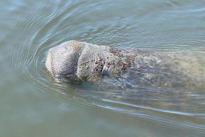 Manatee watching walking tour in Bradenton