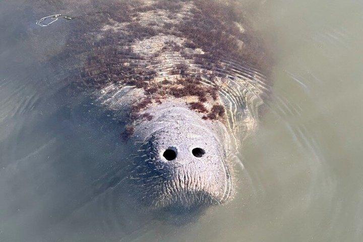 Manatee watching walking tour in Bradenton