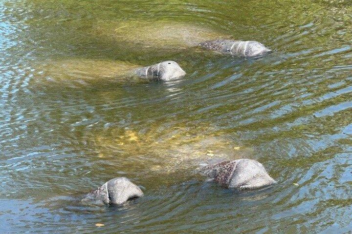 Manatee seeroplevelse med garanteret sighting