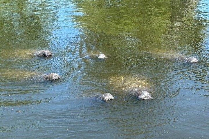 Manatee watching walking tour in Bradenton