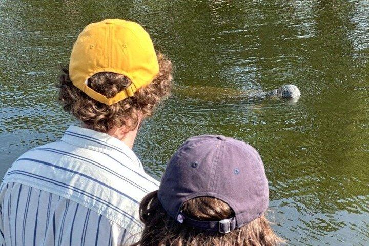 Manatee seeroplevelse med garanteret sighting