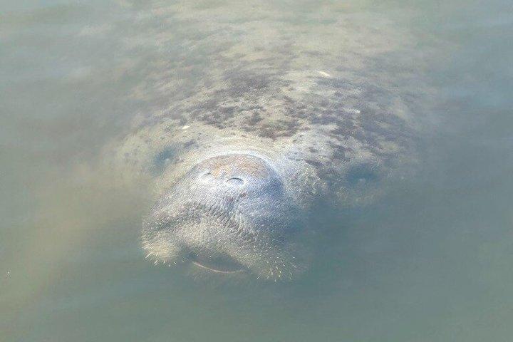 Manatee watching walking tour in Bradenton