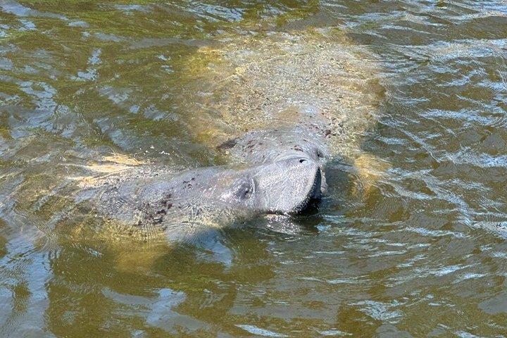 Manatee watching walking tour in Bradenton