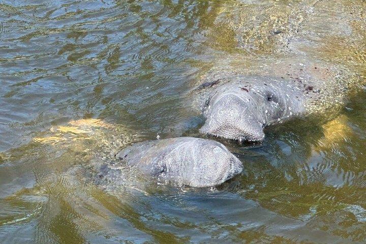 Manatee watching walking tour in Bradenton