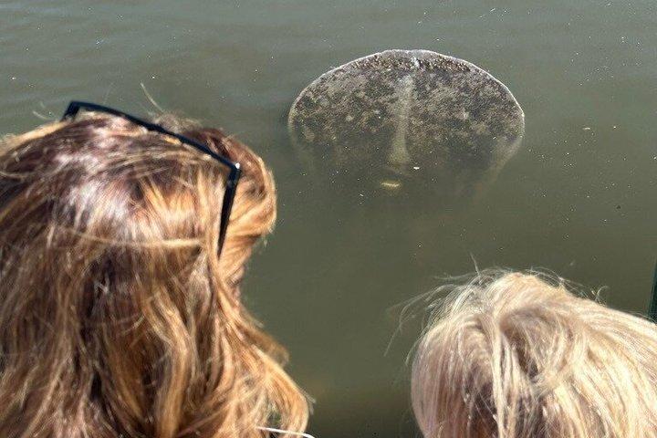 Manatee seeroplevelse med garanteret sighting