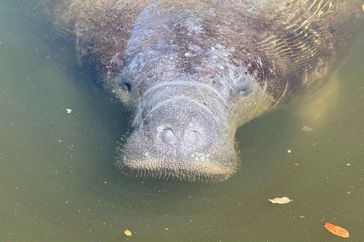 Manatee watching walking tour in Bradenton