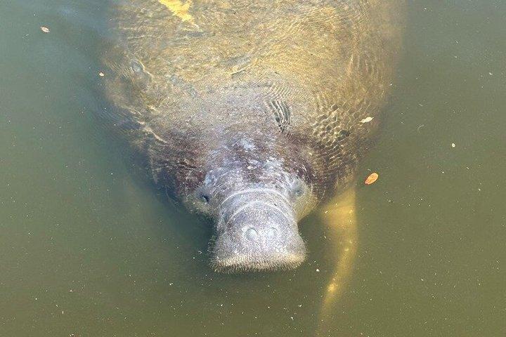 Manatee seeroplevelse med garanteret sighting