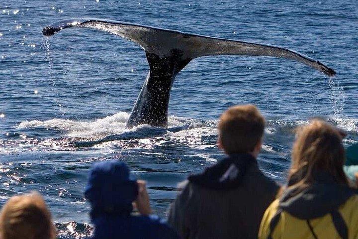 ケープタウン発ヘルマンスクジラウォッチングボート終日ツアー