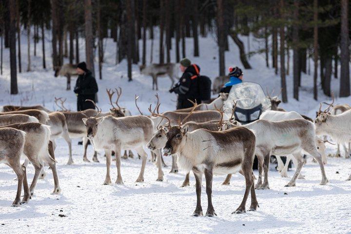 Incontra il branco di renne, la cultura locale e la passeggiata nella foresta