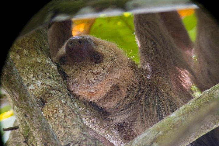 マヌエル・アントニオ国立公園ガイドハイキングと野生動物体験