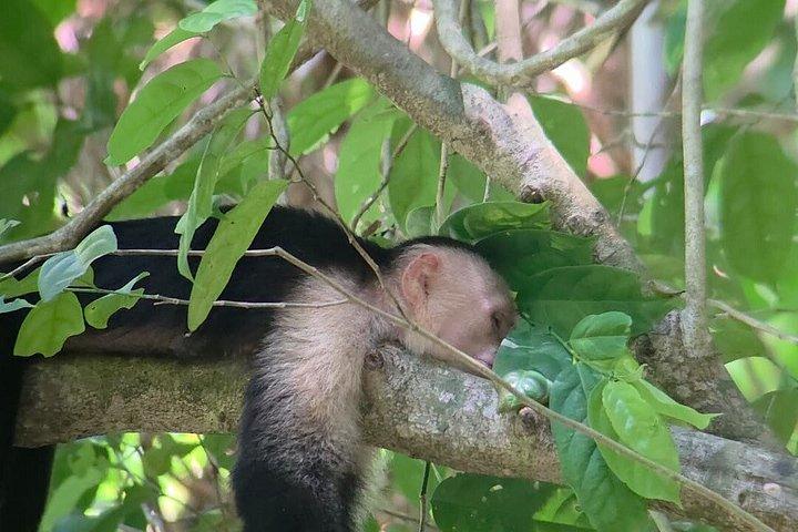 マヌエル・アントニオ国立公園ガイドハイキングと野生動物体験