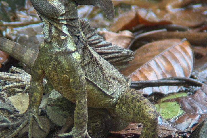 マヌエル・アントニオ国立公園ガイドハイキングと野生動物体験