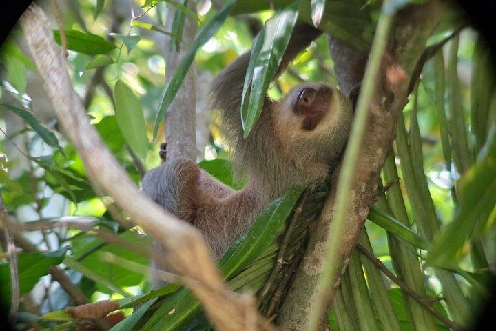 マヌエル・アントニオ国立公園ガイドハイキングと野生動物体験