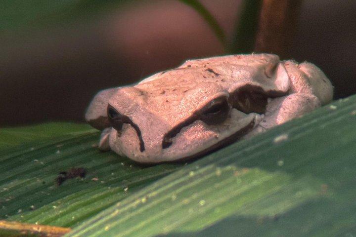 マヌエル・アントニオ国立公園ガイドハイキングと野生動物体験