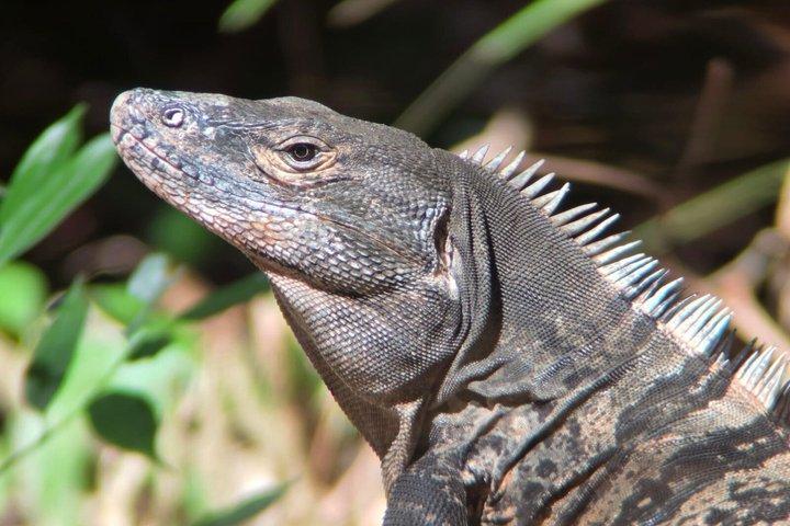 マヌエル・アントニオ国立公園ガイドハイキングと野生動物体験