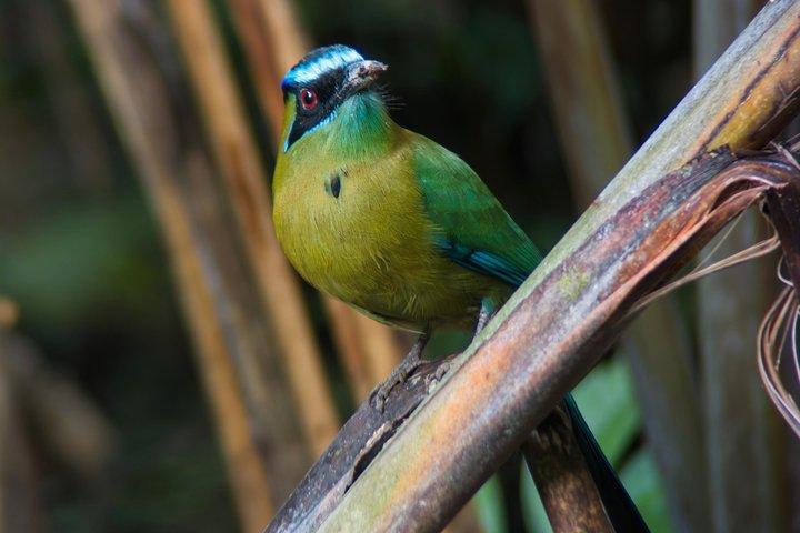 マヌエル・アントニオ国立公園ガイドハイキングと野生動物体験