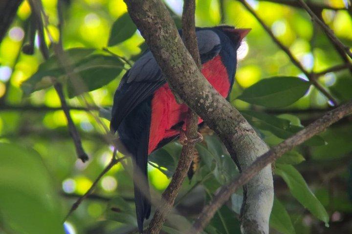 マヌエル・アントニオ国立公園ガイドハイキングと野生動物体験