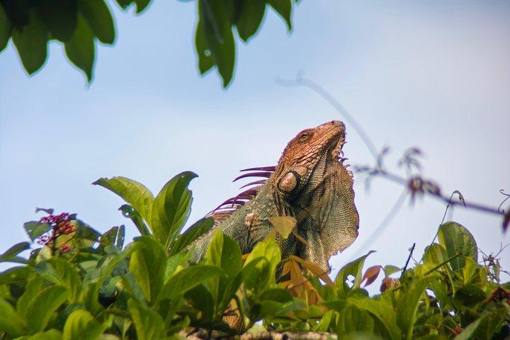 マヌエル・アントニオ国立公園ガイドハイキングと野生動物体験