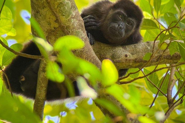 マヌエル・アントニオ国立公園ガイドハイキングと野生動物体験