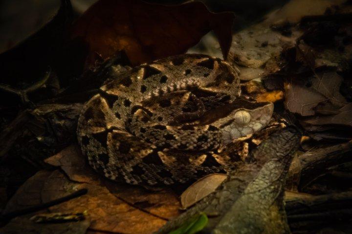 マヌエル・アントニオ国立公園ガイドハイキングと野生動物体験