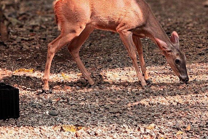 マヌエル・アントニオ国立公園ガイドハイキングと野生動物体験