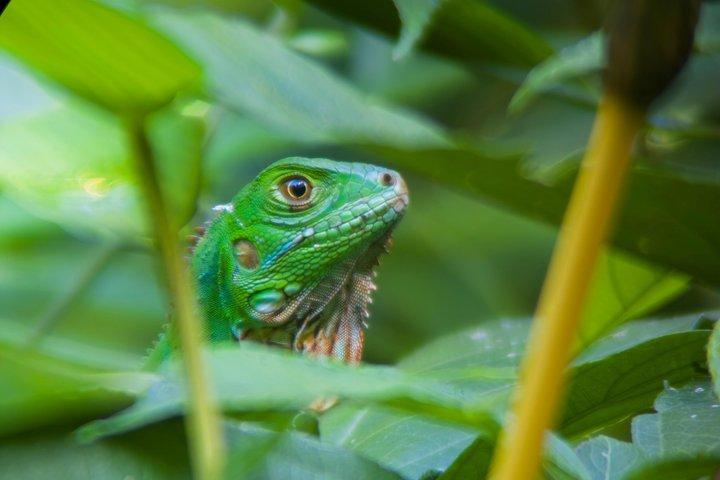 マヌエル・アントニオ国立公園ガイドハイキングと野生動物体験