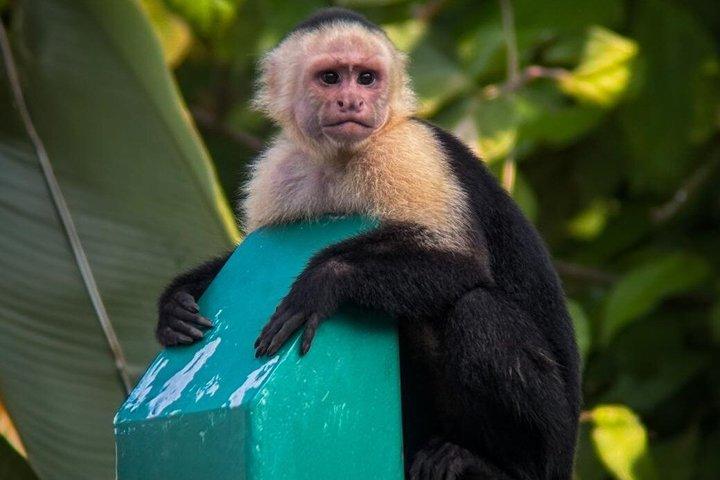 マヌエル・アントニオ国立公園ガイドハイキングと野生動物体験