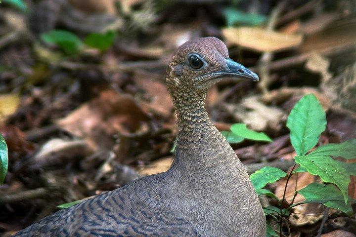 マヌエル・アントニオ国立公園ガイドハイキングと野生動物体験
