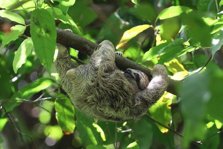 マヌエル・アントニオ国立公園ガイドハイキングと野生動物体験