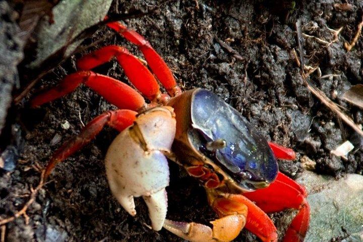 マヌエル・アントニオ国立公園ガイドハイキングと野生動物体験