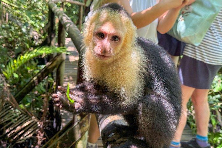 マヌエル・アントニオ国立公園ガイドハイキングと野生動物体験