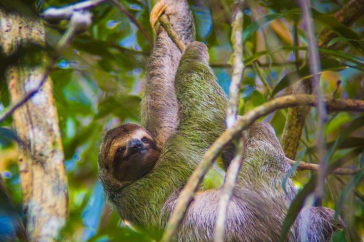 マヌエル・アントニオ国立公園ガイドハイキングと野生動物体験