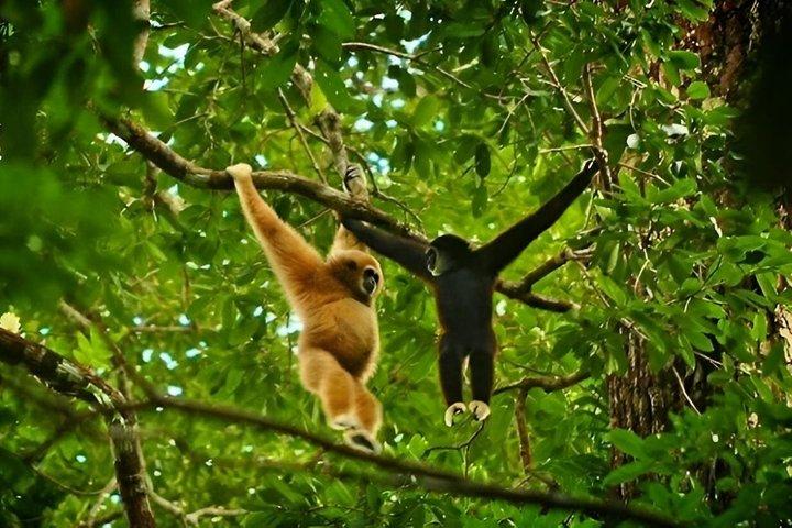 Monkey Business 3日-2泊のジャングルトレッキング(ラフティングを含む)