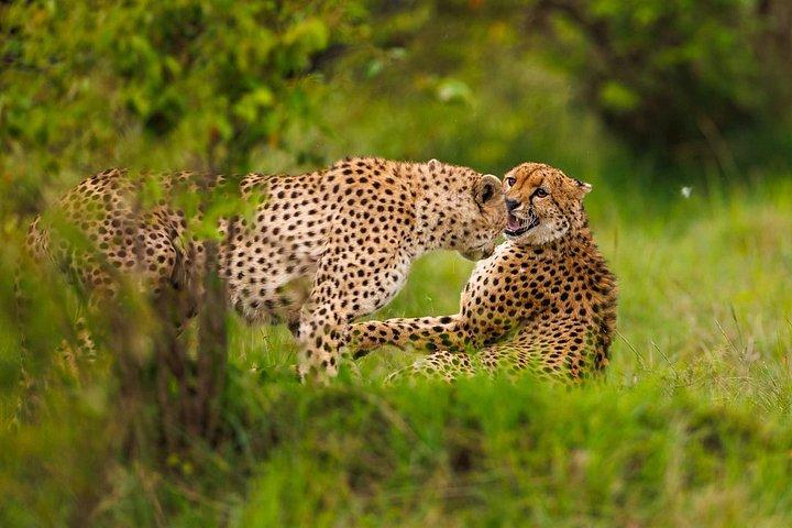 ケニア野生動物JEEPサファリ休暇8日間