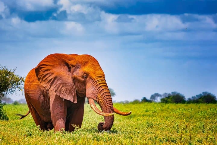 3 Day Salt Lick Safari Lodge and Sentrim Tsavo East Safari
