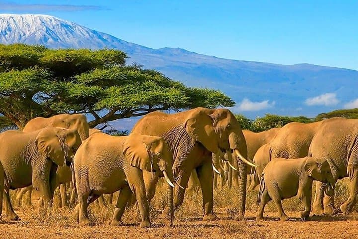 3Day Amboseli Park Safari at Ol Tukai Lodge in a 4x4 Land Cruiser