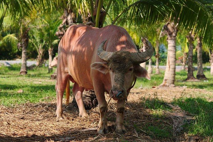 オールドプーケットファーム：タイ文化体験ツアー